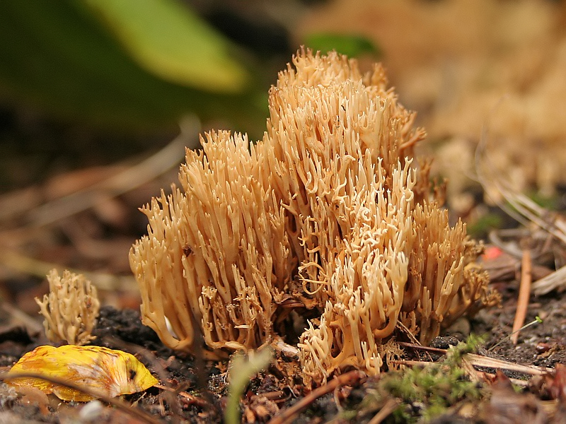 Ramaria stricta Rechte koraalzwam 